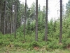 Uvolnění přirozené obnovy lesa